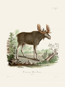 Moose by Johann Christian Daniel Von Schreber