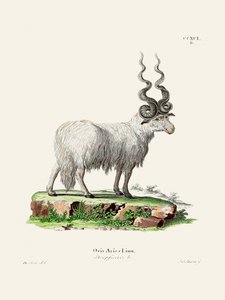 Ovis Aries by Johann Christian Daniel Von Schreber