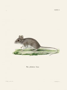 Rat by Johann Christian Daniel Von Schreber