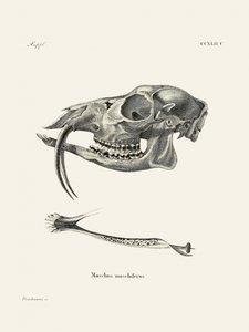 Siberian Musk Deer by Johann Christian Daniel Von Schreber