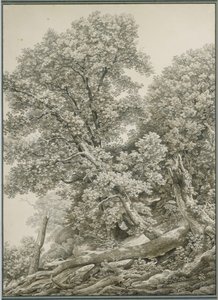 Large Tree Study by Johann Christian Reinhart