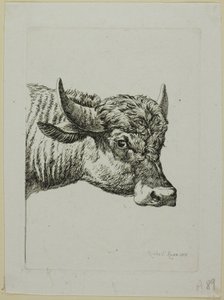 Head of a Buffalo, from Die Zweite Thierfolge by Johann Christian Reinhart