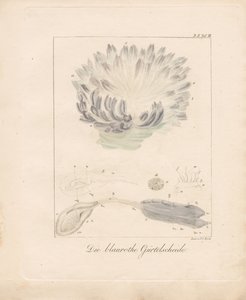 The Blue-Red Sea Squirt