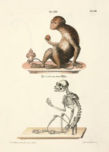 Barbary Macaque and its Skeleton