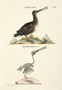 Black-tailed Godwit and its Skeleton by Johann Daniel Meyer