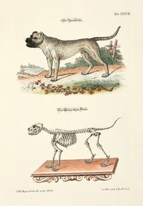 Boarhound and its Skeleton