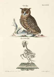 Eagle Owl and its Skeleton by Johann Daniel Meyer