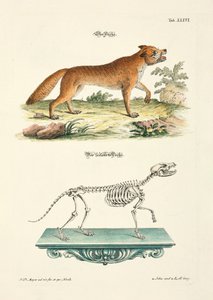 Fox and its Skeleton