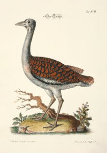 Great Bustard