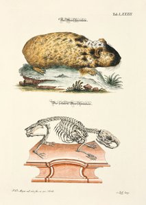 Guinea Pig and its Skeleton