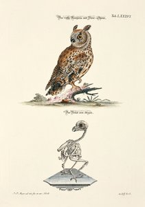 Long-eared Owl and its Skeleton