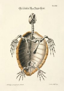 Sea Turtle Skeleton
