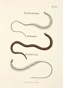 Slow Worm and its Skeleton