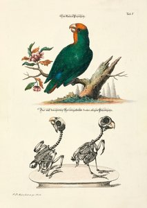 Small Parrot with Skeletons by Johann Daniel Meyer