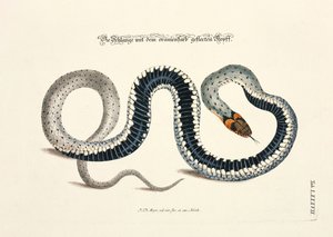 Snake with Orange-Spotted Head by Johann Daniel Meyer