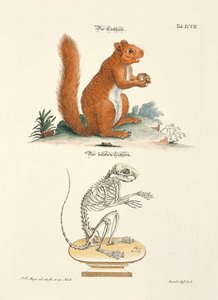 Squirrel and its Skeleton