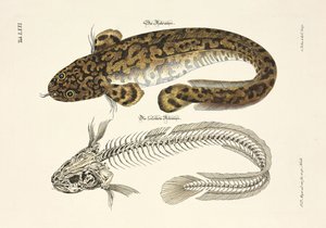 The Burbot and its Skeleton