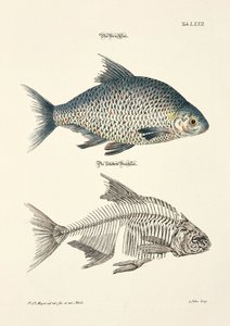 The Common Bream and its Skeleton
