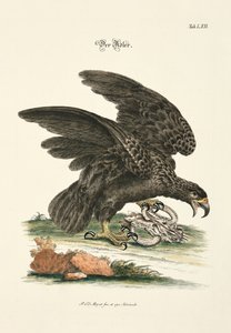 The Eagle