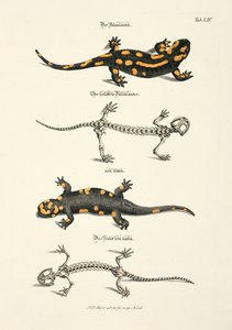 The Fire Salamander with Skeleton by Johann Daniel Meyer