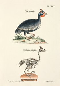 The Guinea Fowl and its Skeleton