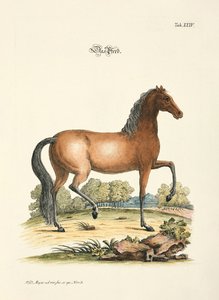 The Horse