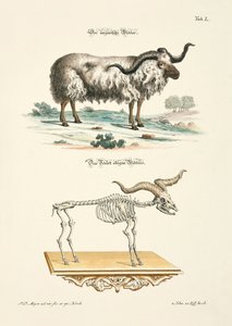The Hungarian Ram and its Skeleton