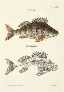 The Perch and its Skeleton by Johann Daniel Meyer