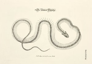 The Skeletonized Snake
