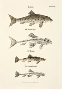 The Trout, the Gudgeon and their Skeletons