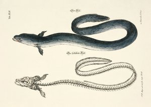 The Eel and its Skeleton