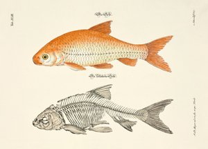 The Ide and its Skeleton