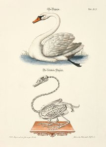 The Swan and its Skeleton