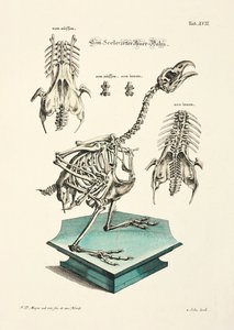 Western Capercaillie Skeleton