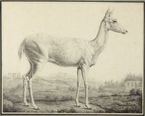 Deer by Johann Elias Ridinger