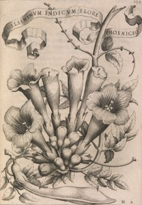 Gelsiminvm indicvm flore phoeniceo by Johann Friedrich Greuter