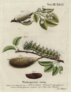 Emperor moth, Saturnia pavonia, larva, pupa, chrysalis