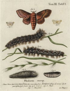 Muslin Footman and Oak Eggar Moths by Johann Georg Klinger