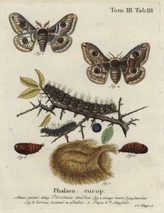 Sloe emperor moth, Saturnia spini. by Johann Georg Klinger