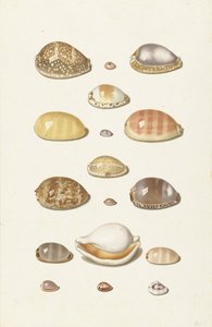 Cowry Shells by Johann Gustav Hoch