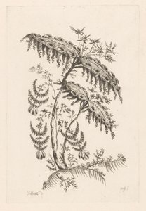 Leaves with Horn Shapes (Baroque Flowers) by Johann Heinrich  Hess
