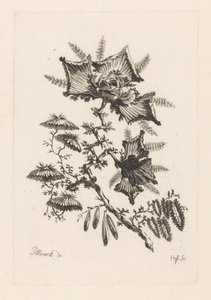 Flowers in Kite Shape