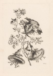 Triangular Flowers (Fleures Baroque) (series title) by Johann Heinrich  Hess
