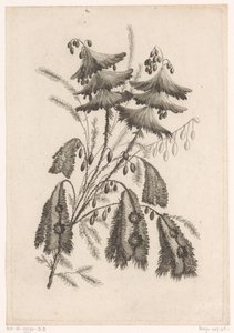 Parasol-like Flowers (Recueil De Nouvelles Fleurs De Goût; Pour la Manufacture des Etoffes de Perse) by Johann Heinrich  Hess