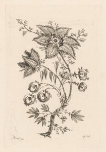 Star-shaped Flowers