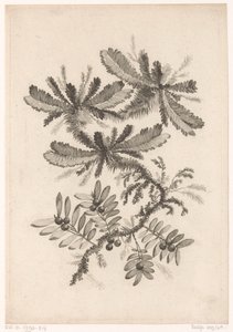 Branches with Berries (Recueil De Nouvelles Fleurs De Goût; Pour la Manufacture des Etoffes de Perse) by Johann Heinrich  Hess