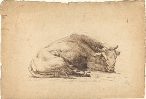 A Bull Sleeping