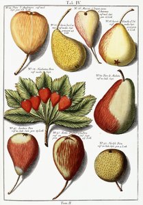 Various pear species, 1760-1766