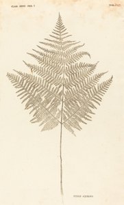 Pteris Aquilina by Johann Hieronymus Kniphof