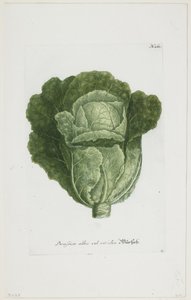 Brassica Alba Vel Viridis, from Phytanthoza Iconographia, 1735-45
